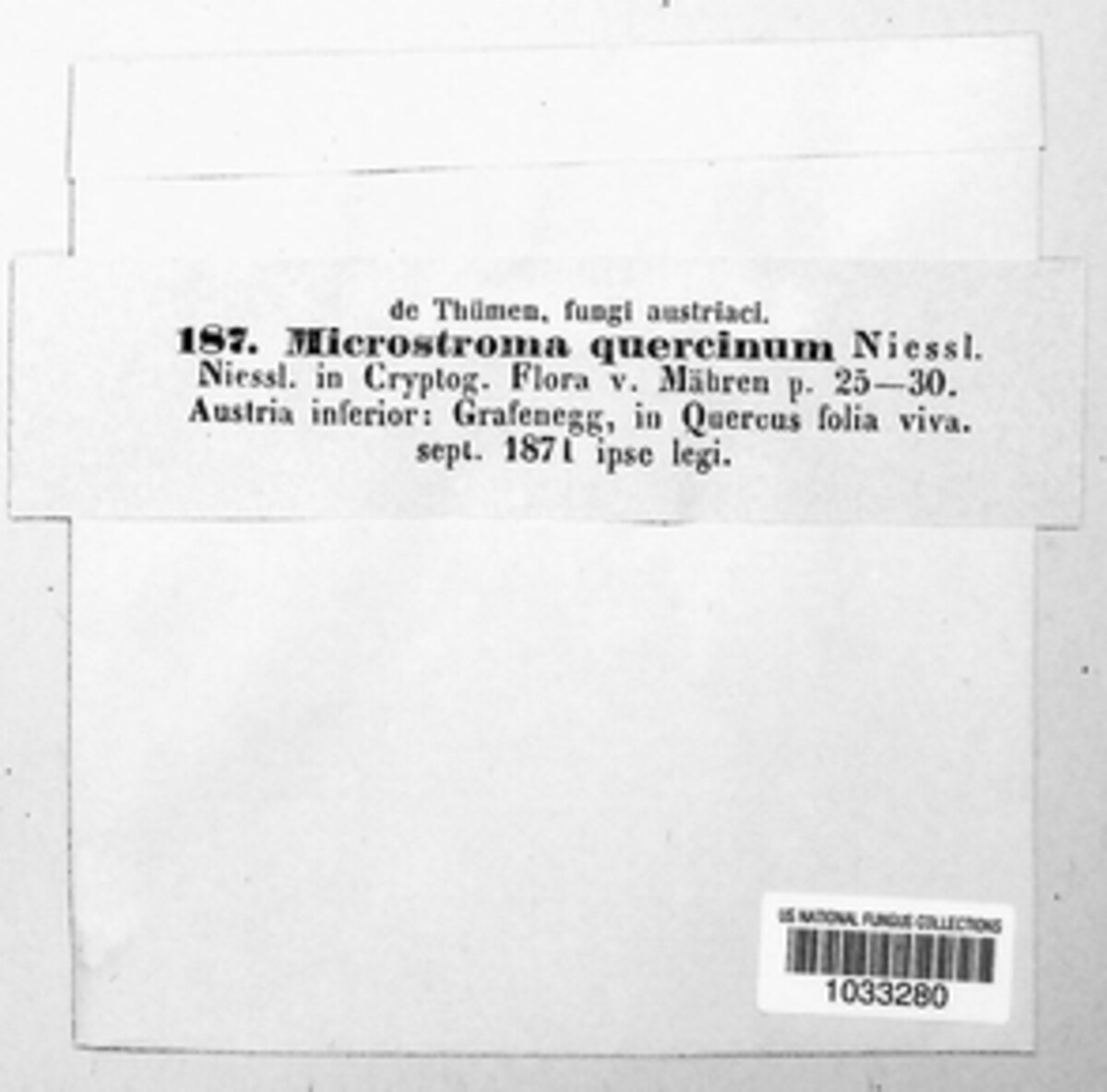 Microstroma album image